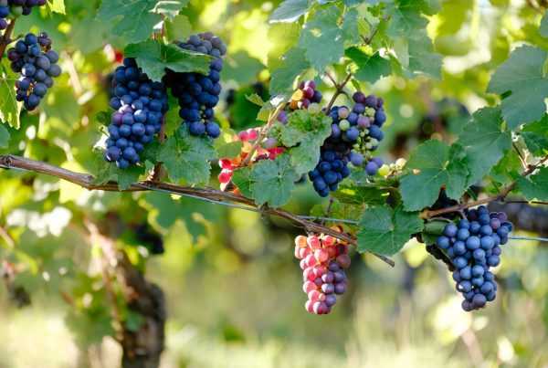 mouth watering grapes on the vines