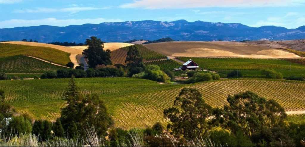 an eye catching view from Artesa winery