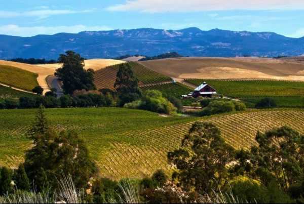 an eye catching view from Artesa winery