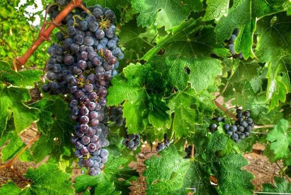 lovely view of grapes