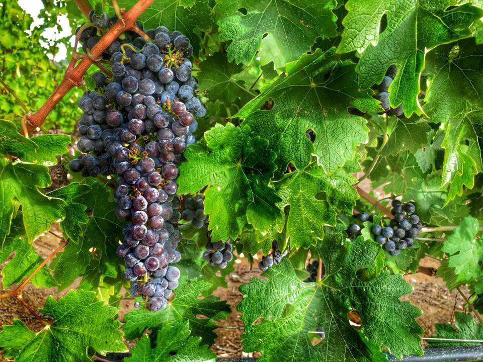 lovely view of grapes